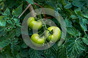 Close-up of fresh tomatoes grown in a rural field