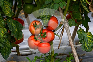 Close-up of fresh tomatoes grown in a rural field