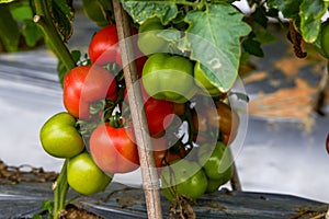 Close-up of fresh tomatoes grown in a rural field