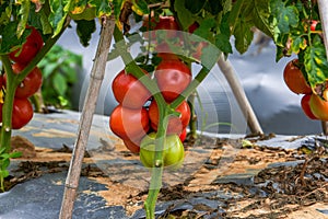 Close-up of fresh tomatoes grown in a rural field