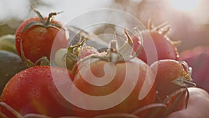 Close-up of fresh tomatoes with water droplets in sunlight.