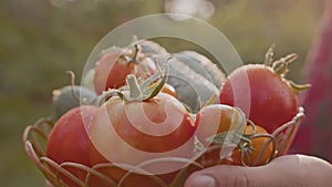 Close-up of fresh tomatoes with water droplets in sunlight.