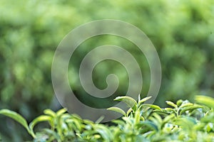 Close up Fresh Tree Green tea plantations mountain green nature in herbal farm plant background morning. Tea tree leaves field