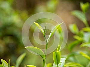 Close up Fresh Tree Green tea plantations mountain green nature in herbal farm plant background morning. Tea tree leaves field