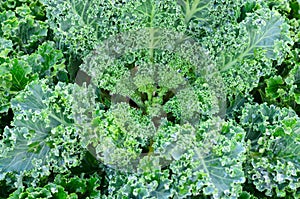 Close up of fresh vates blue curled kale