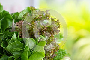 Close up fresh vegetables salad plant Baby Green Cos Romaine lettuce and Red Coral Oak leaf Lettuce from garden organic farm for