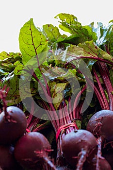 Close up of fresh veggies and Beet Greens