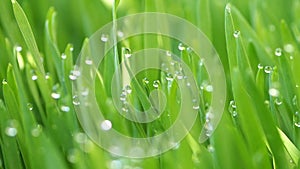 Close up fresh water droplet on a green wheatgrass