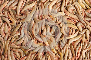 Close up of fresh whole raw shrimp or prawns on display in fish market