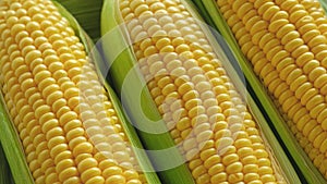 Close-up of fresh yellow corn on a farm. Rotating background of sweet corn kernels, Agriculture Corn harvest