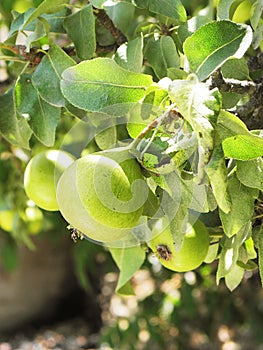 A close-up of the fresh yellow and green fig fruit on the tree branch