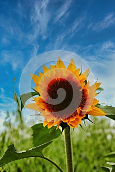 Close-up of fresh yellow sunflower against clear blue sky