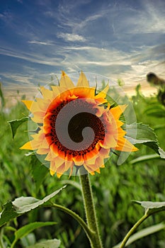 Close-up of fresh yellow sunflower against clear blue sky