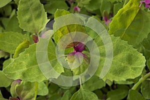 Close up of fresh young raw tree spinach