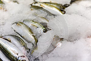 Close-Up Of Freshly Caught Bogue Fish Or Boops Boops For Sale In The Greek Fish Market