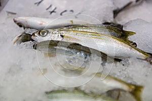 Close-Up Of Freshly Caught Bogue Fish Or Boops Boops For Sale In The Greek Fish Market