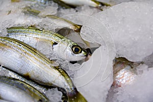 Close-Up Of Freshly Caught Bogue Fish Or Boops Boops For Sale In The Greek Fish Market photo