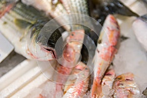 Close-Up Of Freshly Caught European Sea Bass Or Dicentrarchus Labrax On Ice For Sale In The Greek Fish Market