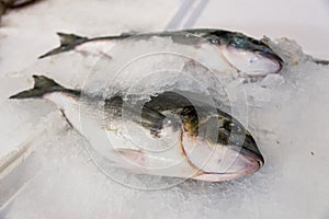 Close-Up Of Freshly Caught Gilt-Head Sea Bream Or Sparus Aurata On Ice Lined Up For Sale In The Greek Fish Market