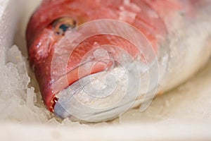 Close-Up Of Freshly Caught Red Snapper Or Lutjanus Campechanus With Sharp Teeth On Ice For Sale In The Greek Fish Market