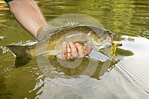 Close up on a freshly caught smallmouth bass