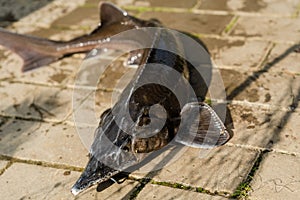 Close-up of freshly caught sturgeon fish on fish farm