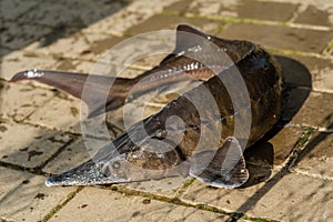 Close-up of freshly caught sturgeon fish on fish farm