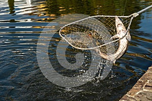 Close-up of freshly caught sturgeon in the net on fish farm