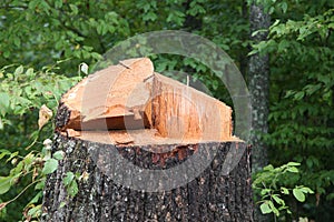 Close up of a freshly chopped down tree