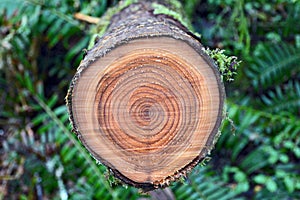 Freshly cut tree stump