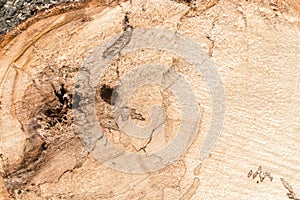 Close up of the freshly cut tree trunk. wooden background