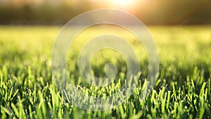 Close up of freshly cutting grass on the green lawn or field with sun beam