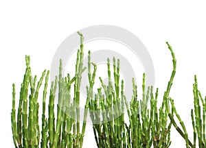 close-up of freshly green salicornia europaea plant sticks isolated (queller, sea aspargus)
