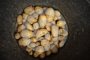 Freshly harvested potatoes in a bucket