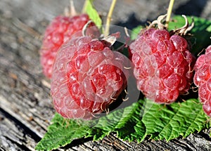 close-up of freshly harvested ripe raspberry