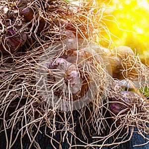Close up freshly picked garlic bulbs. Agriculture, organic natural food concept