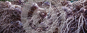 Close up freshly picked garlic bulbs background. Agriculture, organic natural food concept. Horizontal image