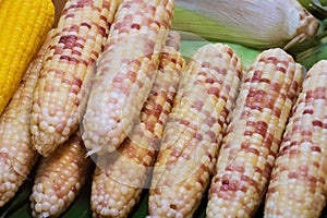 Close up of Freshly picked white corn cobs in a row, thai street food market