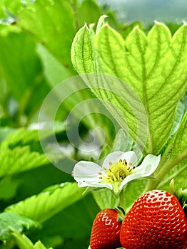 Close up of a freshly White strawberry flower plant in the garden