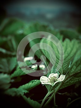 Close up of a freshly White strawberry flower plant in the garden