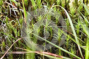 Close-up of freshness green moss and grass