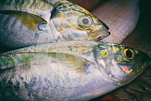 Close-Up Freshness Mackerel