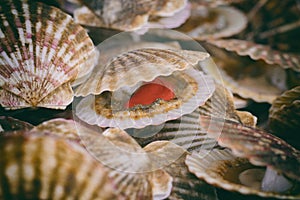 Close-Up Freshness Shellfish