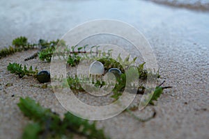 A close up of freshwater cyanobacteria Nostoc pruniforme (Mare's eggs) and plants of Elodea canadensis