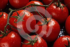 Close up freshy red tomato from farm background