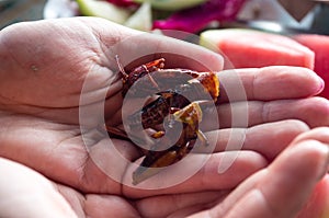 Close-Up: Fried grasshoppers held in open hands