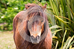 Close-up of a friendly brown Shetland pony