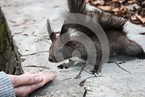 Close up of a friendly brown squirrel near a hand