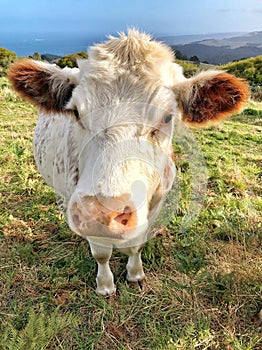 Close up of friendly Cow looking at camera