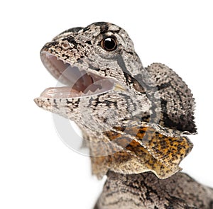 Close-up of Frill-necked lizard photo